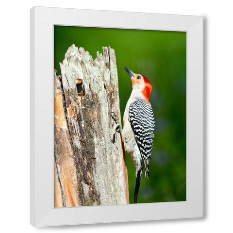 Florida-Immokalee-Midney Home-Red-bellied Woodpecker Feeding on Stump White Modern Wood Framed Art Print by Friel, Bernard