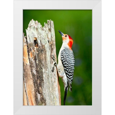 Florida-Immokalee-Midney Home-Red-bellied Woodpecker Feeding on Stump White Modern Wood Framed Art Print by Friel, Bernard