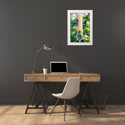 Florida-Immokalee-Midney Home-Indigo Bunting and female Painted Bunting on millet feeder White Modern Wood Framed Art Print by Friel, Bernard