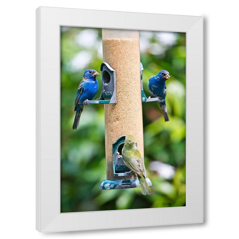 Florida-Immokalee-Midney Home-Indigo Bunting and female Painted Bunting on millet feeder White Modern Wood Framed Art Print by Friel, Bernard