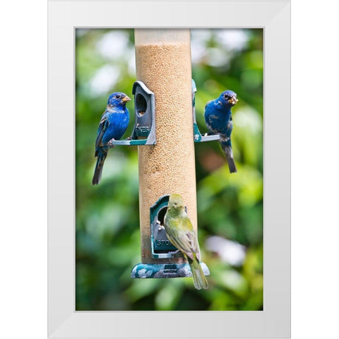 Florida-Immokalee-Midney Home-Indigo Bunting and female Painted Bunting on millet feeder White Modern Wood Framed Art Print by Friel, Bernard