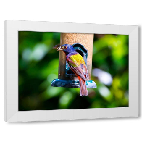 Florida-Immokalee-Midney Home-Painted Bunting White Modern Wood Framed Art Print by Friel, Bernard