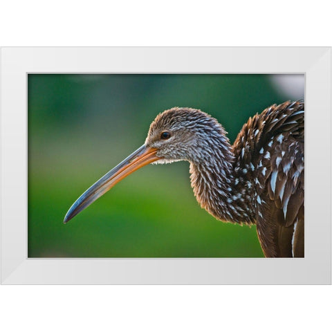 Florida-Sarasota-Celery Fields-Limpkin-on Boardwalk Railing White Modern Wood Framed Art Print by Friel, Bernard