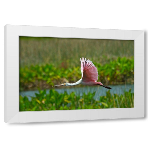 Florida-Sarasota-Celery Fields-Roseate Spoonbill-Flying White Modern Wood Framed Art Print by Friel, Bernard