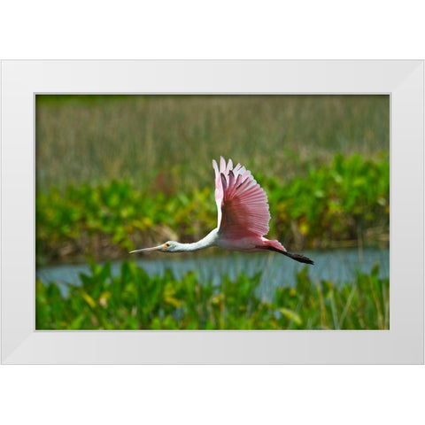 Florida-Sarasota-Celery Fields-Roseate Spoonbill-Flying White Modern Wood Framed Art Print by Friel, Bernard