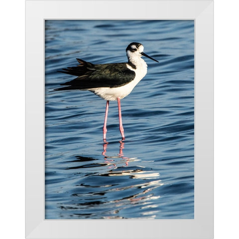 USA-Florida-Sarasota-Myakka River State Park-Black-necked Stilt White Modern Wood Framed Art Print by Friel, Bernard