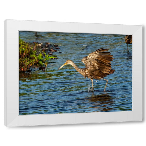 USA-Florida-Sarasota-Myakka River State Park-Wading Bird-Feeding-Limpkin White Modern Wood Framed Art Print by Friel, Bernard