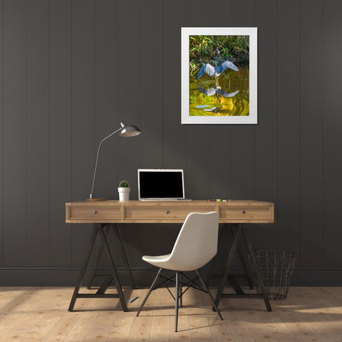 USA-Florida-Sarasota-Myakka River State Park-Tricolored Heron White Modern Wood Framed Art Print by Friel, Bernard