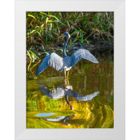 USA-Florida-Sarasota-Myakka River State Park-Tricolored Heron White Modern Wood Framed Art Print by Friel, Bernard