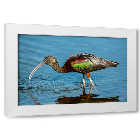 USA-Florida-Sarasota-Myakka River State Park-Glossy Ibis White Modern Wood Framed Art Print by Friel, Bernard