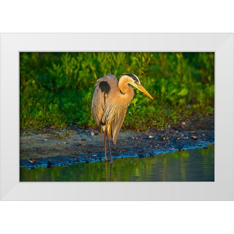 USA-Florida-Sarasota-Myakka River State Park-Great Blue Heron White Modern Wood Framed Art Print by Friel, Bernard