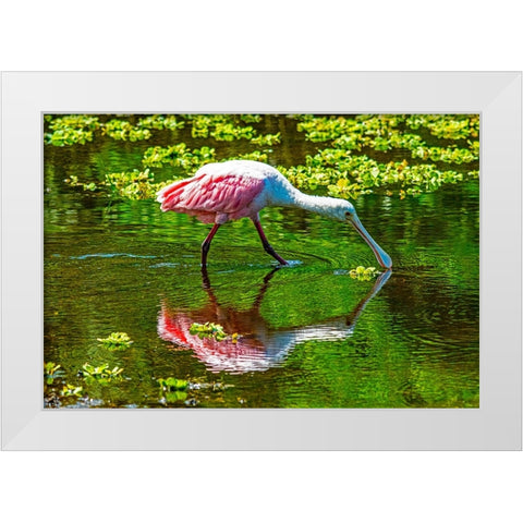 USA-Florida-Sarasota-Myakka River State Park-Feeding Roseate Spoonbill White Modern Wood Framed Art Print by Friel, Bernard