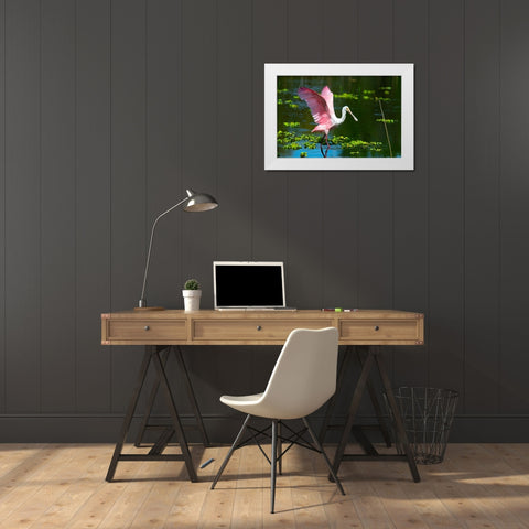 USA-Florida-Sarasota-Myakka River State Park-Roseate Spoonbill Wings Raised White Modern Wood Framed Art Print by Friel, Bernard
