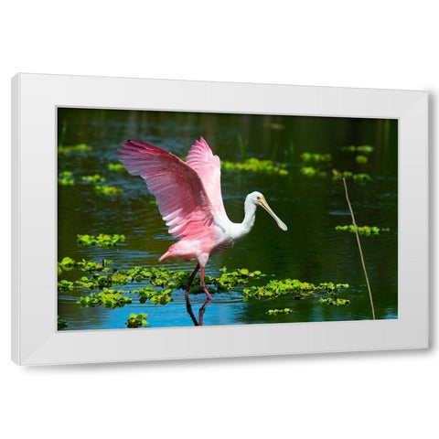 USA-Florida-Sarasota-Myakka River State Park-Roseate Spoonbill Wings Raised White Modern Wood Framed Art Print by Friel, Bernard