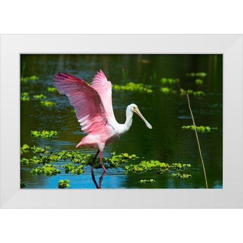 USA-Florida-Sarasota-Myakka River State Park-Roseate Spoonbill Wings Raised White Modern Wood Framed Art Print by Friel, Bernard