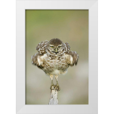 FL, Cape Coral, Burrowing owl shakes its feathers White Modern Wood Framed Art Print by Anon, Ellen