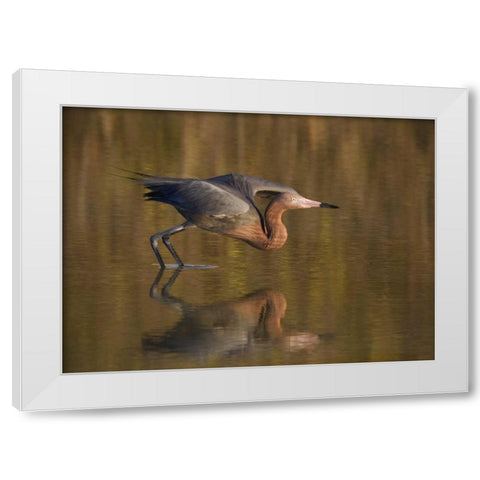FL, Ft Myers Beach, Reddish egret take off White Modern Wood Framed Art Print by Anon, Ellen