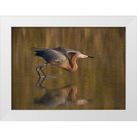 FL, Ft Myers Beach, Reddish egret take off White Modern Wood Framed Art Print by Anon, Ellen
