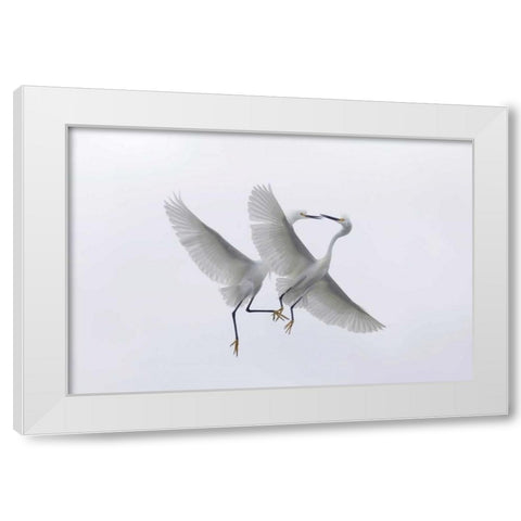 FL, Two snowy egrets with outstretched wings White Modern Wood Framed Art Print by Anon, Ellen