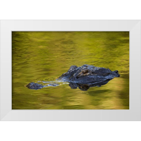 FL, St Augustine American alligator White Modern Wood Framed Art Print by Morris, Arthur