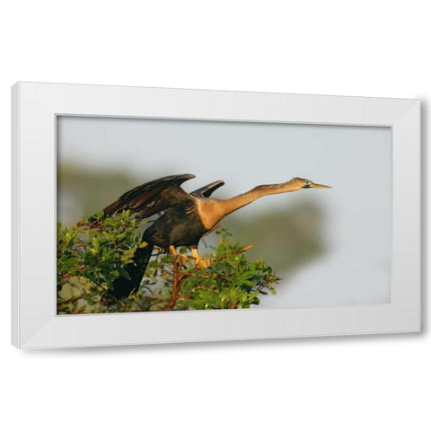 FL, Venice Anhinga female about to take flight White Modern Wood Framed Art Print by Morris, Arthur