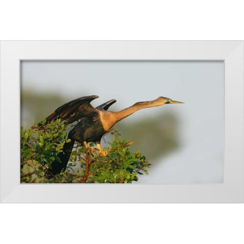 FL, Venice Anhinga female about to take flight White Modern Wood Framed Art Print by Morris, Arthur