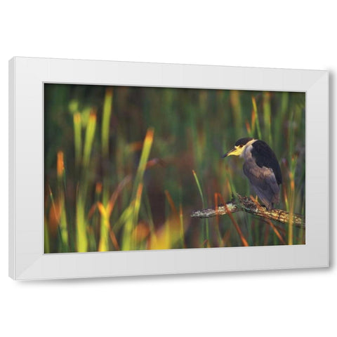 FL, Everglades NP Black-crowned night heron White Modern Wood Framed Art Print by Morris, Arthur