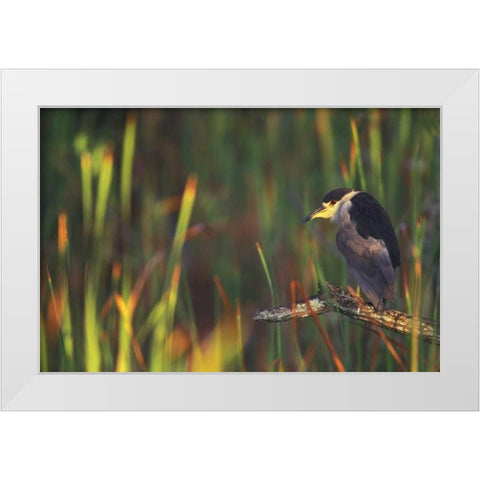 FL, Everglades NP Black-crowned night heron White Modern Wood Framed Art Print by Morris, Arthur