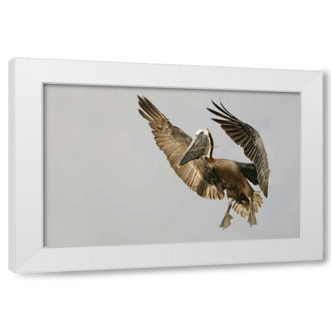 FL Brown pelican flying with nest material White Modern Wood Framed Art Print by Morris, Arthur