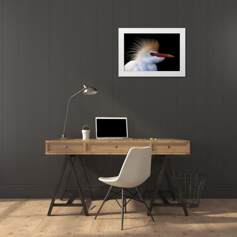 FL, St Augustine Cattle egret in white plumage White Modern Wood Framed Art Print by Morris, Arthur