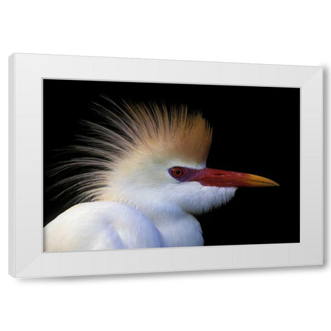 FL, St Augustine Cattle egret in white plumage White Modern Wood Framed Art Print by Morris, Arthur