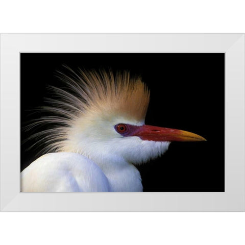 FL, St Augustine Cattle egret in white plumage White Modern Wood Framed Art Print by Morris, Arthur