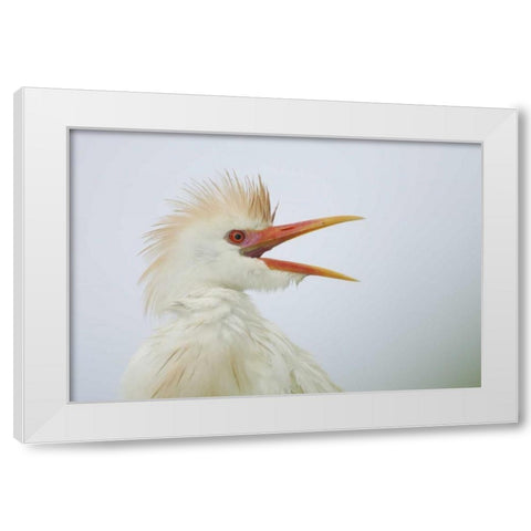 FL, St Augustine Portrait of cattle egret White Modern Wood Framed Art Print by Morris, Arthur