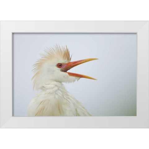 FL, St Augustine Portrait of cattle egret White Modern Wood Framed Art Print by Morris, Arthur