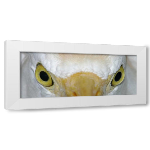 Florida, Kissimee Cattle egrets staring eyes White Modern Wood Framed Art Print by Morris, Arthur