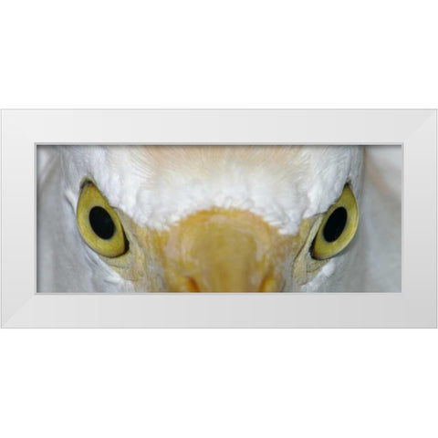 Florida, Kissimee Cattle egrets staring eyes White Modern Wood Framed Art Print by Morris, Arthur