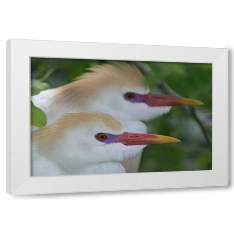 FL, St Augustine Portrait of two cattle egrets White Modern Wood Framed Art Print by Morris, Arthur