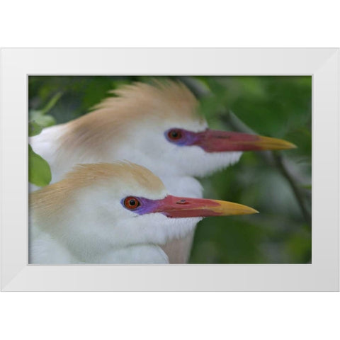 FL, St Augustine Portrait of two cattle egrets White Modern Wood Framed Art Print by Morris, Arthur