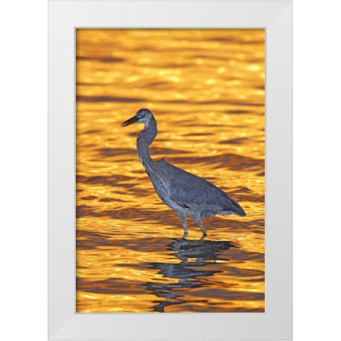 FL, Fort De Soto Park Great blue heron at sunset White Modern Wood Framed Art Print by Morris, Arthur