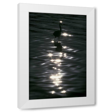 FL, Placido Great blue heron wades in water White Modern Wood Framed Art Print by Morris, Arthur