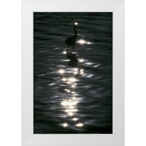 FL, Placido Great blue heron wades in water White Modern Wood Framed Art Print by Morris, Arthur