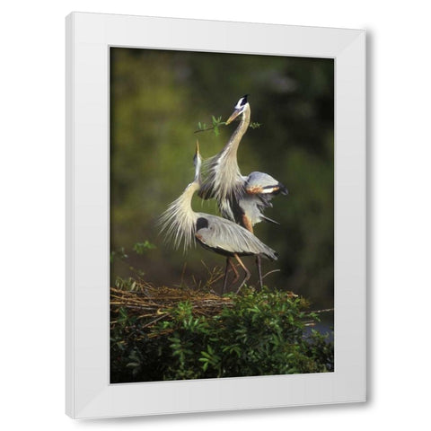 FL, South Venice Great blue herons in courtship White Modern Wood Framed Art Print by Morris, Arthur