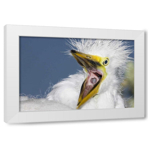 FL, St Augustine Great egret chick yawning White Modern Wood Framed Art Print by Morris, Arthur