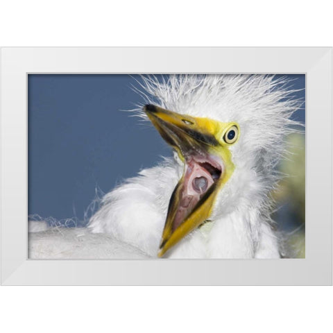 FL, St Augustine Great egret chick yawning White Modern Wood Framed Art Print by Morris, Arthur