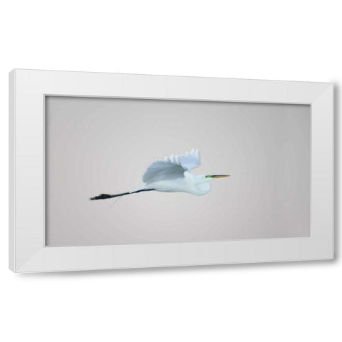 FL, South Venice Flying great egret in flight White Modern Wood Framed Art Print by Morris, Arthur
