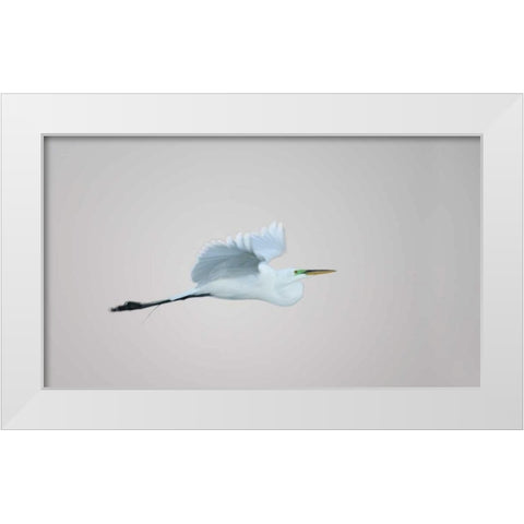 FL, South Venice Flying great egret in flight White Modern Wood Framed Art Print by Morris, Arthur