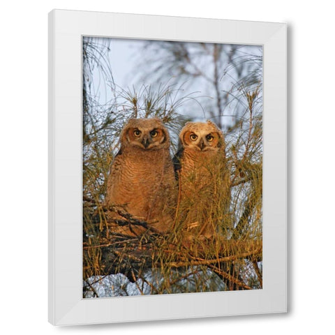FL, De Soto Great horned owlets sit on tree limb White Modern Wood Framed Art Print by Morris, Arthur
