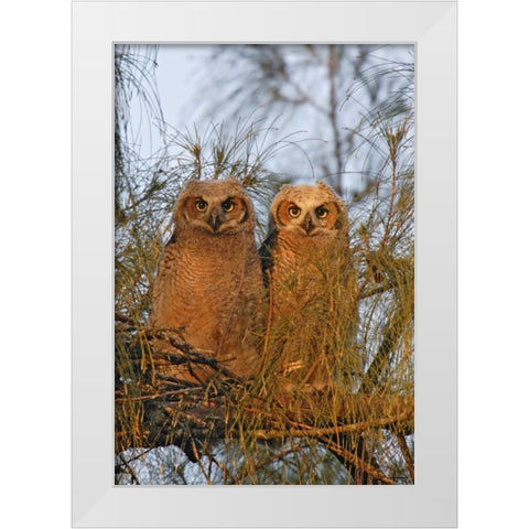 FL, De Soto Great horned owlets sit on tree limb White Modern Wood Framed Art Print by Morris, Arthur