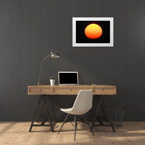 FL, Ft Myers Silhouette of bird flying White Modern Wood Framed Art Print by Morris, Arthur