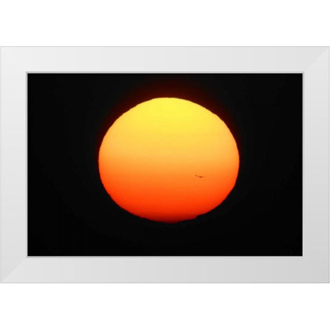 FL, Ft Myers Silhouette of bird flying White Modern Wood Framed Art Print by Morris, Arthur